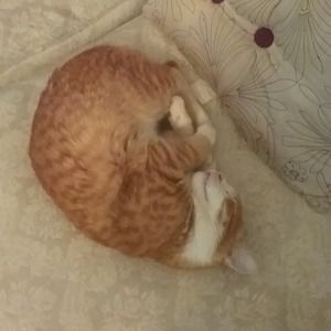 Meet your Posher, Asilah